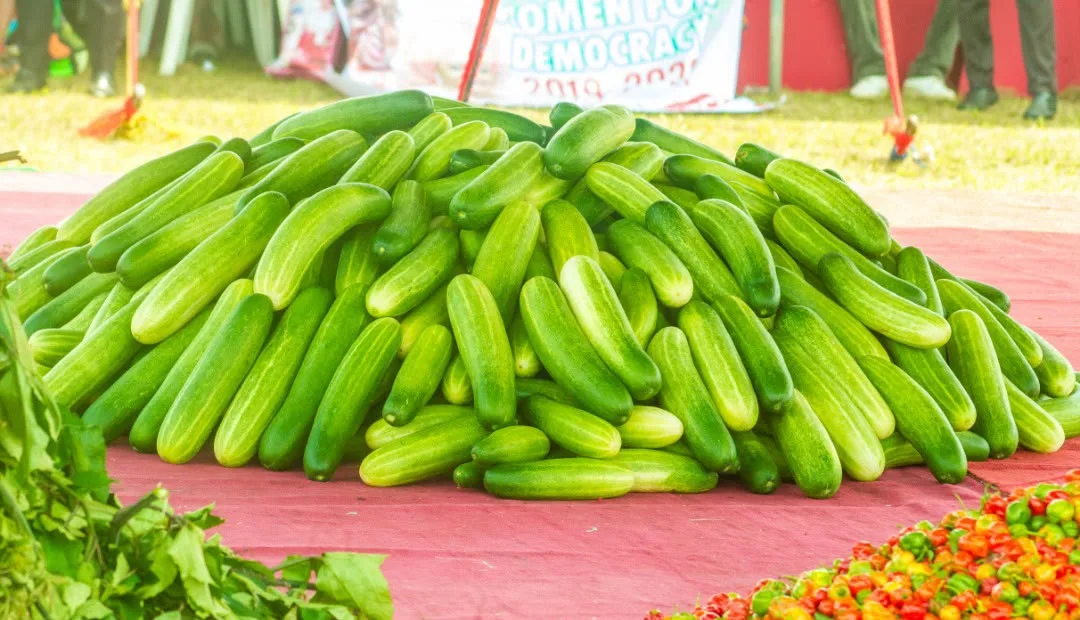 Fresh cucumber harvest