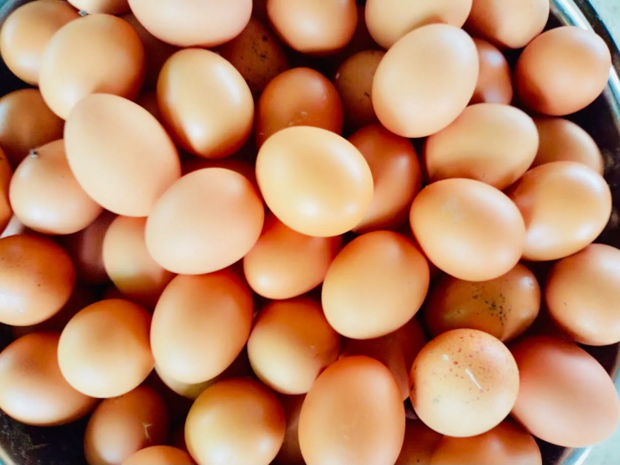 Fresh organic farm eggs production