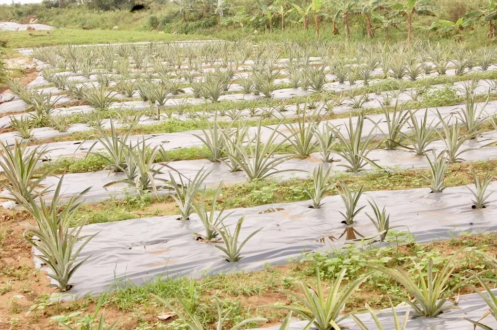 Agribusiness mentorship