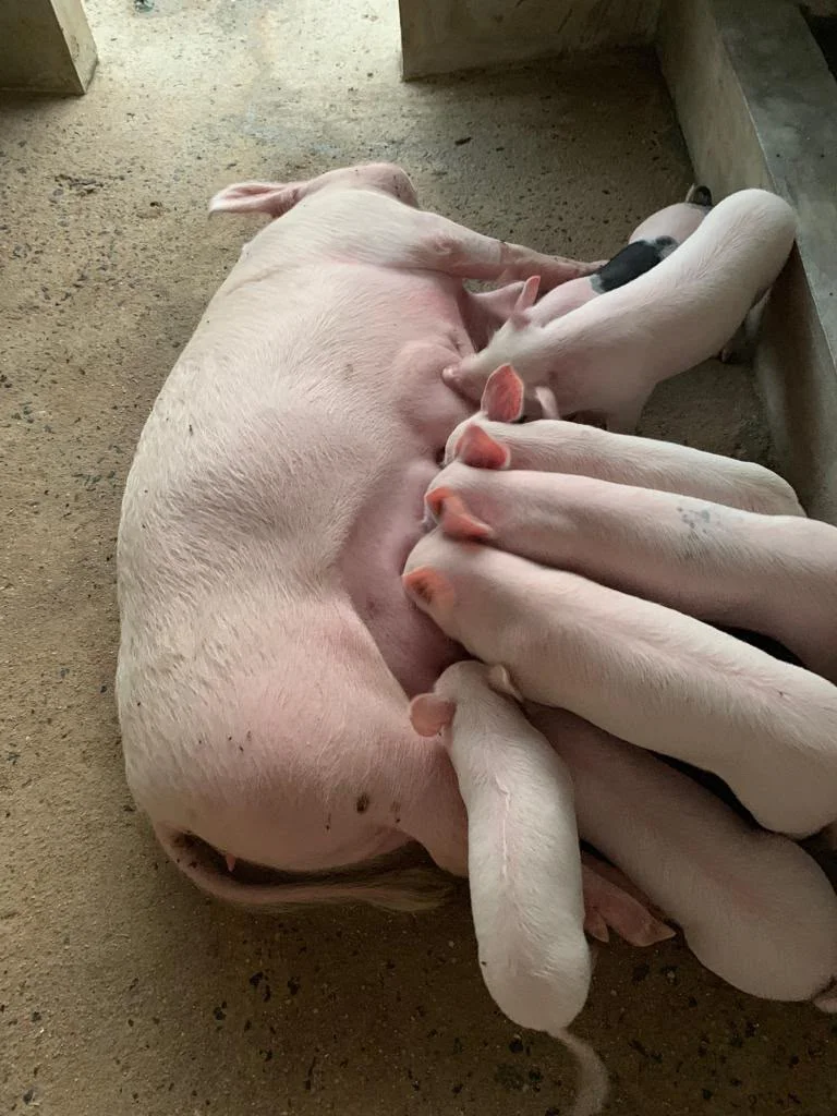 Integrated commercial piggery livestock breeding pens